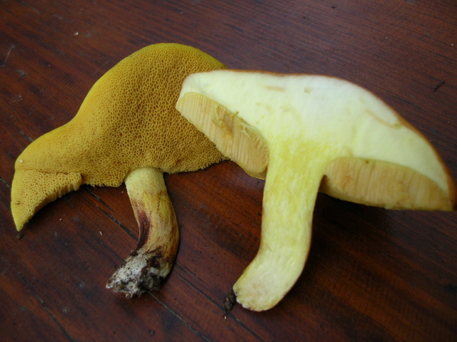 ..2 soggetti da sottoporre